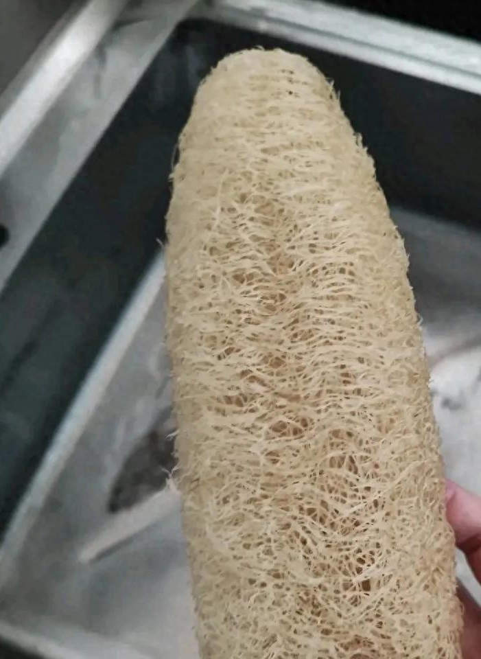 80 后记忆中的刷碗神器丝瓜瓤，竟还有这些隐藏用法？