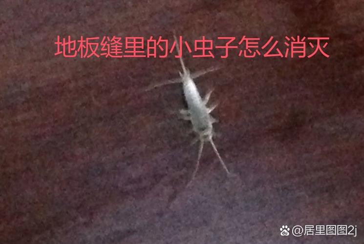 地砖缝里有极小的虫子