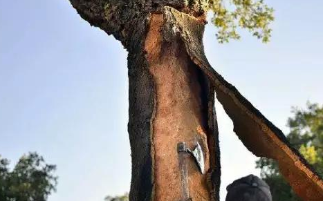 软木砖装修效果图
