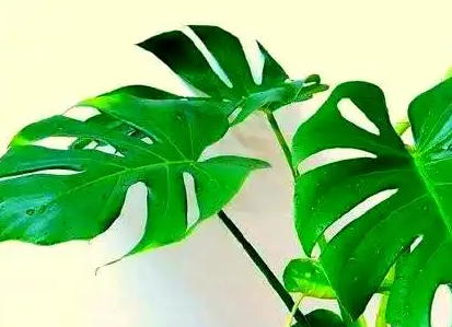装修去味最好的植物