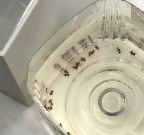 瓷砖缝里的潮虫子图片