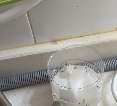 瓷砖缝里的潮虫子图片