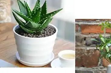办公桌上放什么植物好，这些植物是不错选择