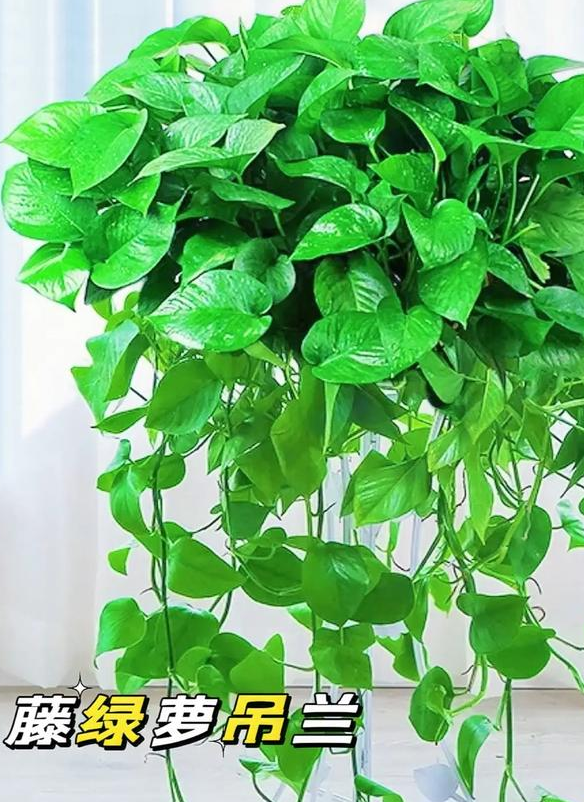 办公室桌面放什么植物好？绿萝、多肉植物是不错选择