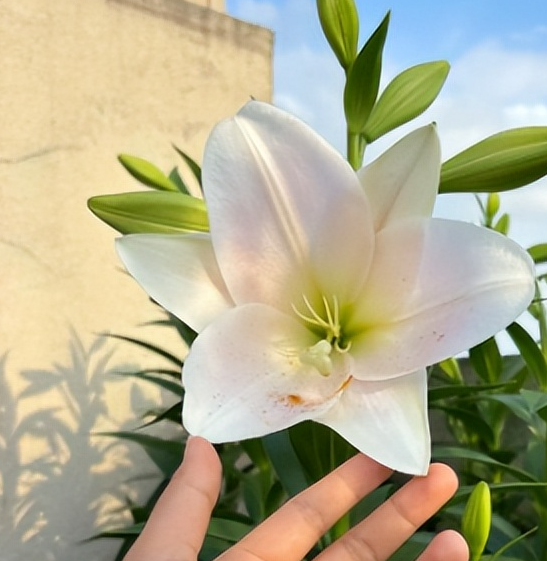 小型阳台设计效果图
