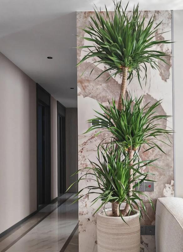 风水土讲沙发边上放什么好