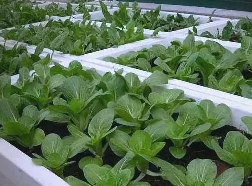 楼顶用泡沫箱种菜为何要加固?这些要点你需留意
