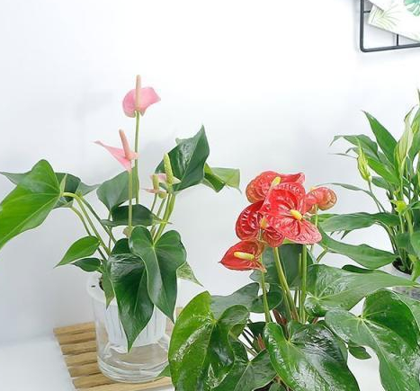 办公桌上放什么植物好