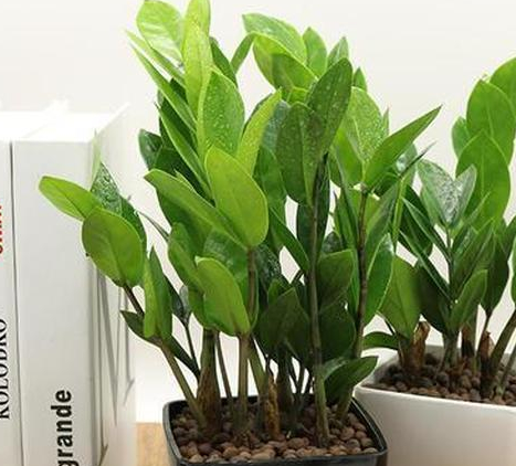 办公桌上放什么植物好