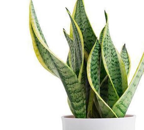 办公桌上放什么植物好