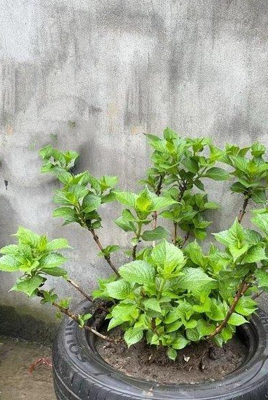 轮胎小院设计效果图