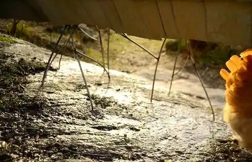 低成本家庭鸡舍设计图